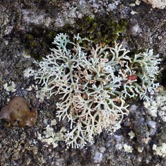 Sphaerophorus fragilis