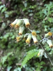 Blumea formosana