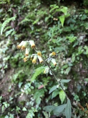 Blumea formosana