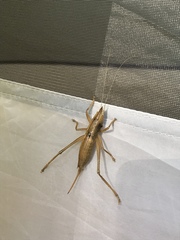 Belocephalus