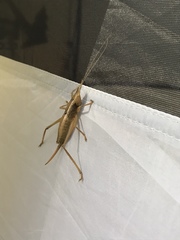 Belocephalus