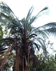 Parajubaea cocoides