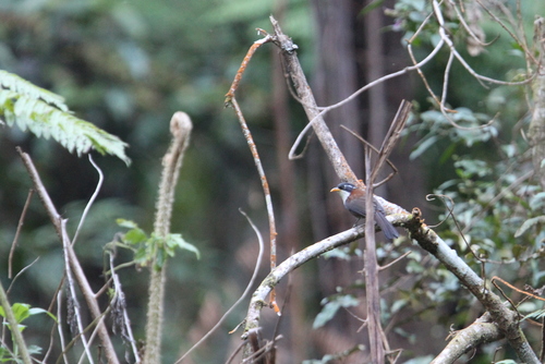 Javan Scimitar Babbler (Pomatorhinus montanus), photo 2