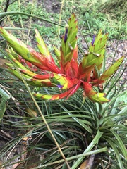 Tillandsia fasciculata