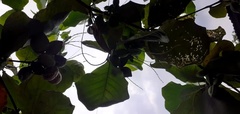 Terminalia catappa