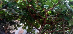 Terminalia catappa