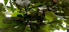 Terminalia catappa