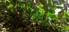 Terminalia catappa