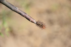 Acanthocereus paradoxus