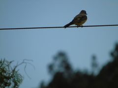 Tyrannus melancholicus