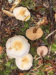Cortinarius oregonensis