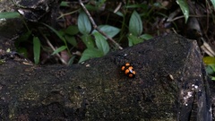 Scaphidomorphus bosci