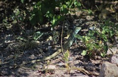 Aspidoscelis scalaris septemvittatus