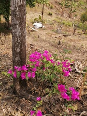 Bougainvillea glabra