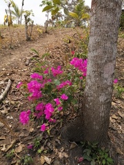 Bougainvillea glabra