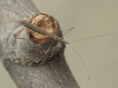 Neides aduncus