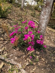 Bougainvillea glabra