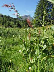 Rumex arifolius