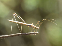 Neides aduncus