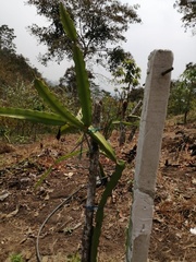 Cactaceae