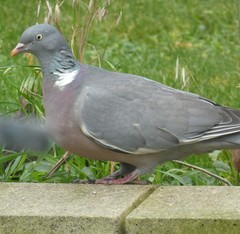 Columba palumbus