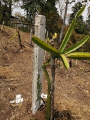 Cactaceae
