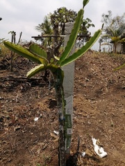 Cactaceae