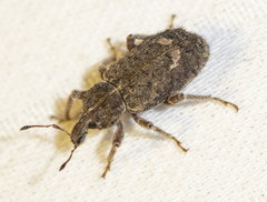 Listroderes difficilis