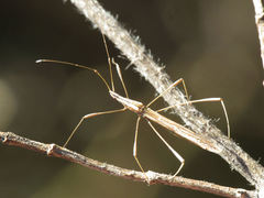 Neides aduncus