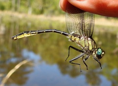 Phanogomphus australis