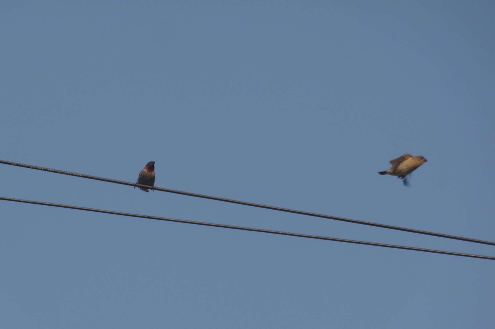 Scaly-breasted Munia