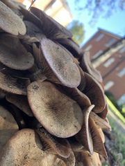 Desarmillaria caespitosa