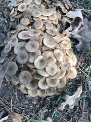 Desarmillaria caespitosa