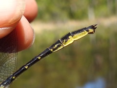 Phanogomphus australis