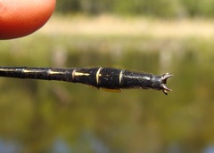 Phanogomphus australis