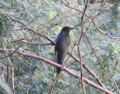 Cacomantis passerinus