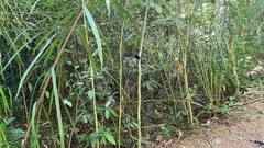 Lepidothrix velutina