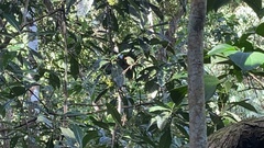 Lepidothrix velutina