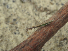 Neides aduncus