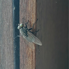 Sarconesia chlorogaster