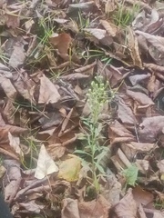 Erigeron canadensis
