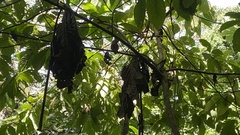 Cymbilaimus lineatus