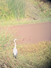 Ardea herodias