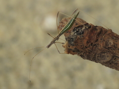 Neides aduncus