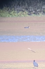 Fulica americana