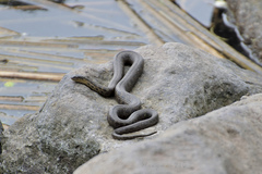 Thamnophis melanogaster