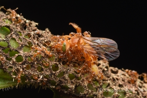 Pale-orange Stingless bee