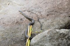 Thamnophis melanogaster