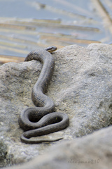 Thamnophis melanogaster