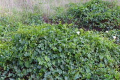 Calystegia macrostegia macrostegia